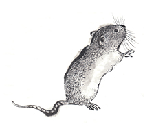 �M�C���X�g�E���x�V���[�Y�u�q�N�v�i�˂���4�j