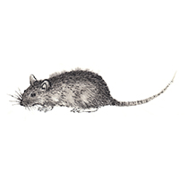 �M�C���X�g�E���x�V���[�Y�u�q�N�v�i�˂���5�j